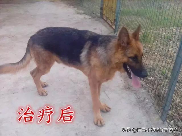 鸡皮肤是不是用硫磺皂