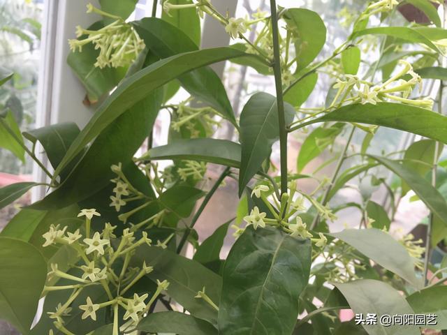 夜来香有毒吗