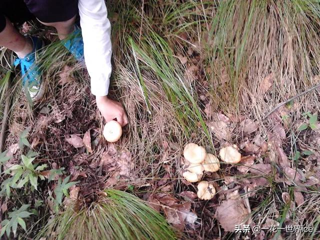 松树菌种植技术视频 雨后山里扎堆生长，一天采摘十几斤，常卖60元一斤，至今无法种植