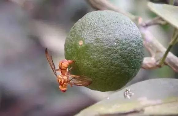 柑橘主要虫害防治药剂，药剂不是增加浓度药效就越好18