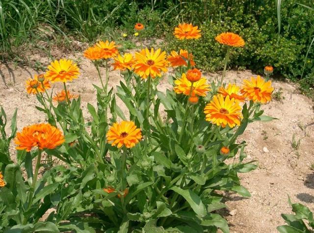 calendula