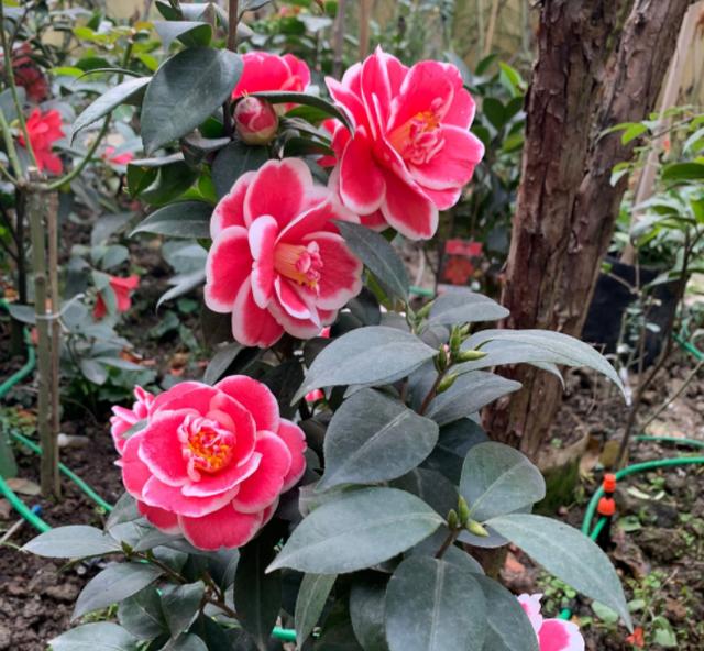 茶花品種 茶花品種(茶花品種大全各種茶花圖片) 植物