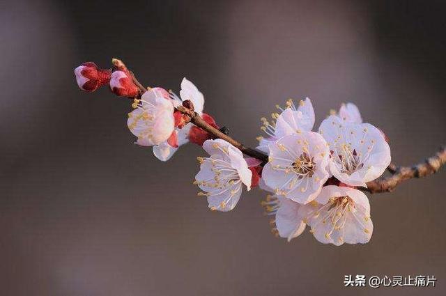 春夏秋冬各开什么花 四季最有代表性的花 东哥百科