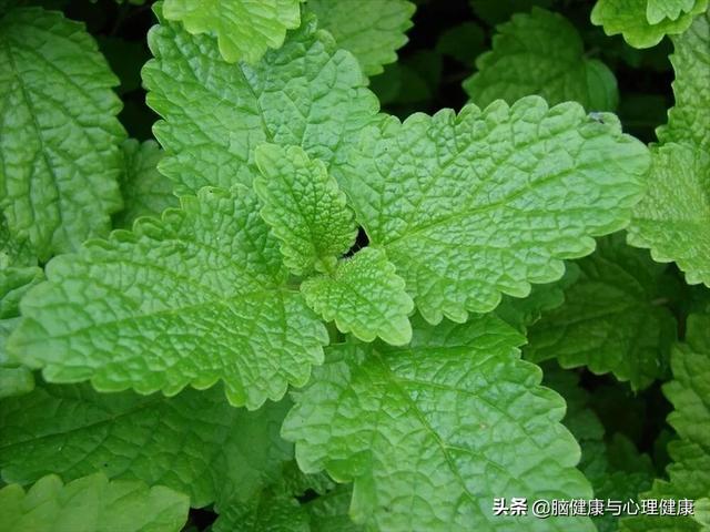 薰衣草精油排行榜