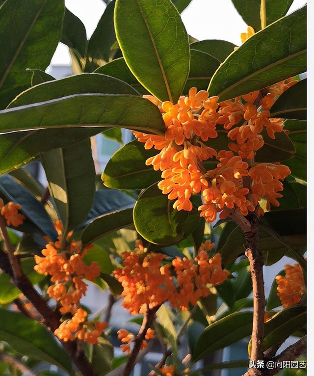 桂花树几月开花