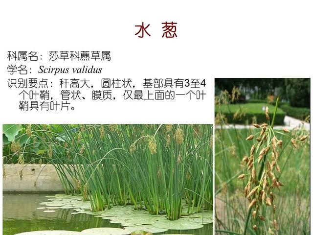 水生植物 水生植物（水生植物种植施工方案） 生活