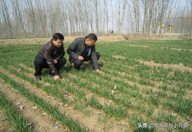 麦地里的节节麦杂草难防治？选对药物、找准时机、用对方法并不难8