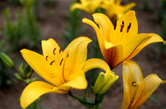 百合花代表什么