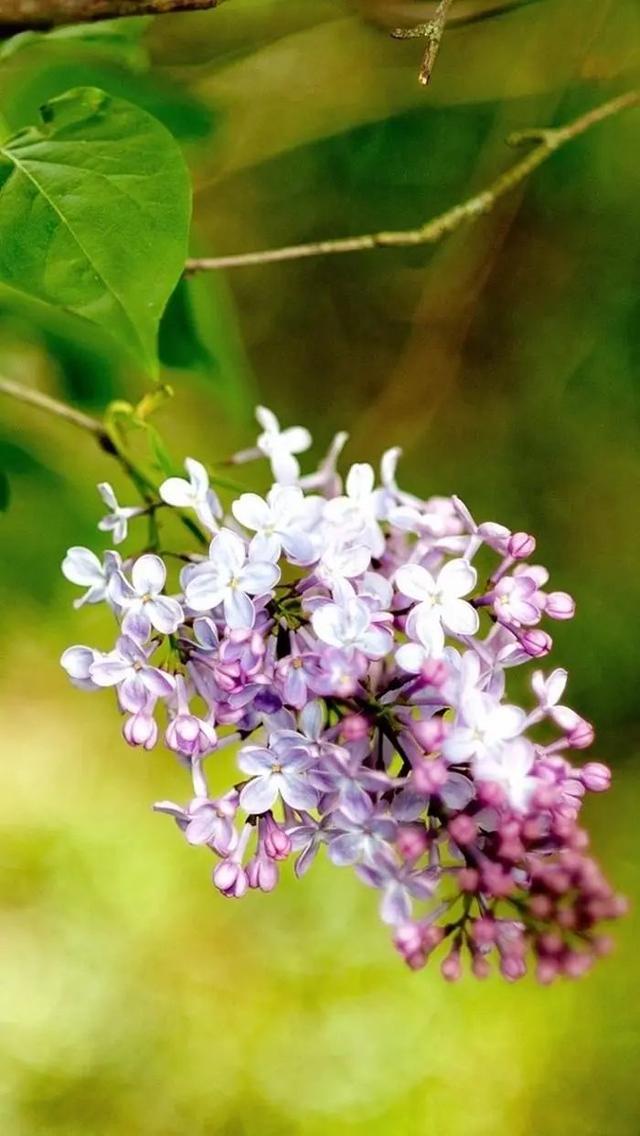 丁香花几月开