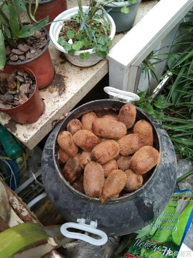 鱼鳞在土里多久腐烂