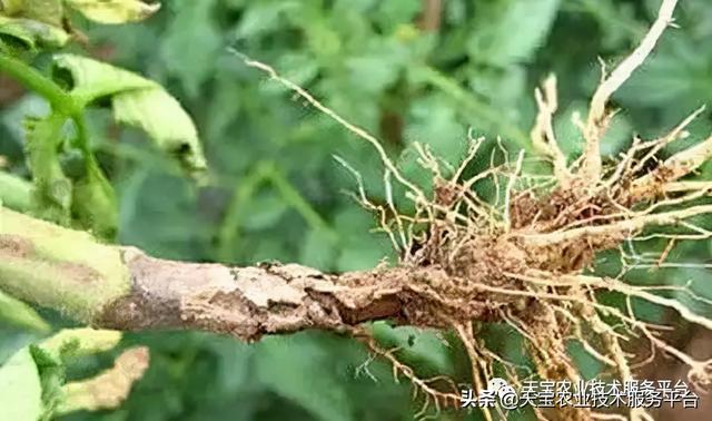 西红柿茎干发黑怎么办？16