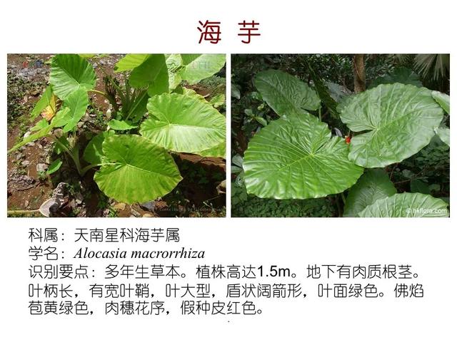 水生植物种类 水生植物种类（水生植物100种） 生活