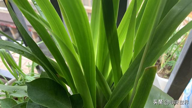 盘点最奇特的11种野菜 你认识几种 最后一种像蛇一样 今日热点