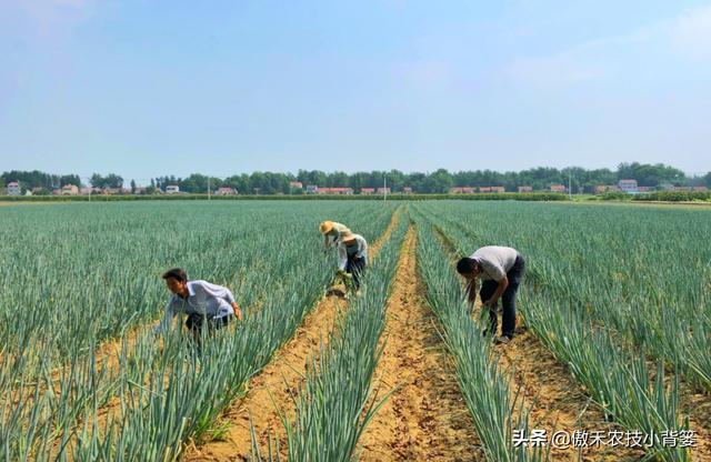 如何种出葱白又长又直、既高产又优质的大葱？抓好这7点8