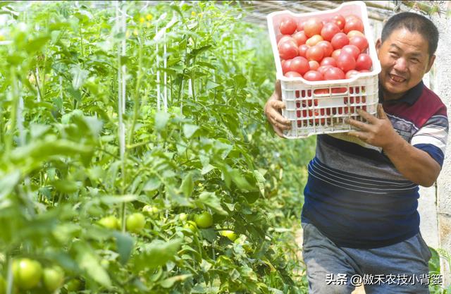 植物生长调节剂种类多、差异大，农民要学会挑选和使用的正确方法5