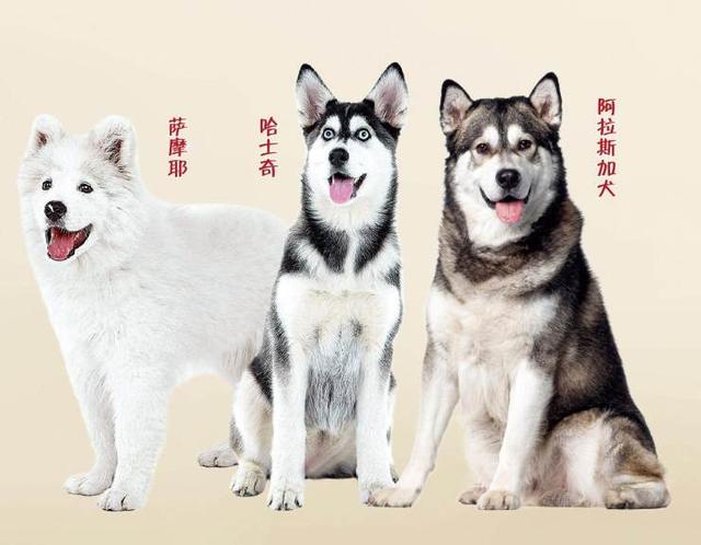 萨摩犬图片