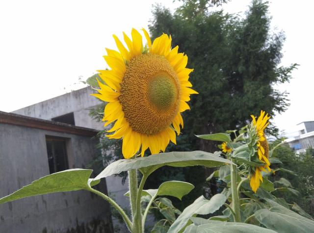 7种花适合孩子养，随便插土里就能活，孩子成就感满满