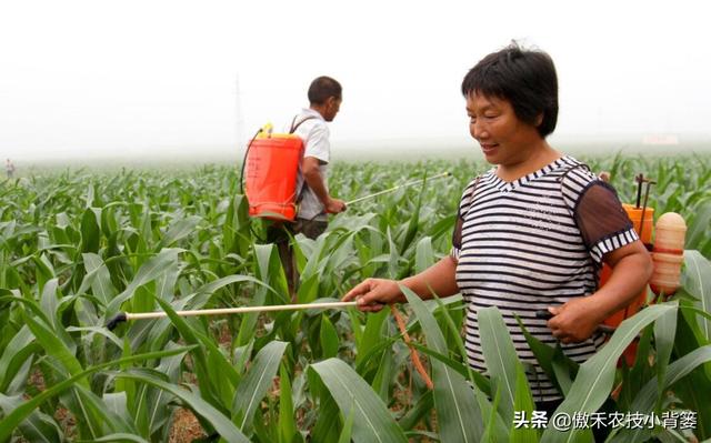 小喇叭口期控旺、大喇叭口期追肥，玉米第7片叶展开后控旺最合适8