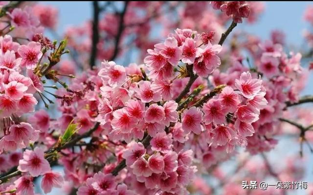 眼花缭乱造句，春天,花儿争奇斗艳,到处都是花儿的香味？