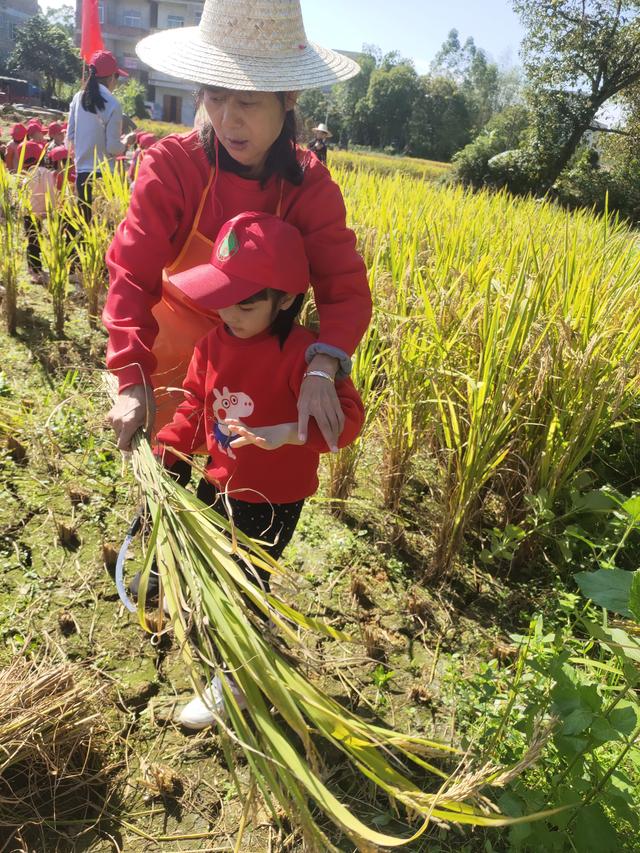 幼儿园的割水稻能手