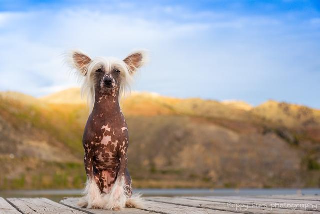 中国冠毛犬图片