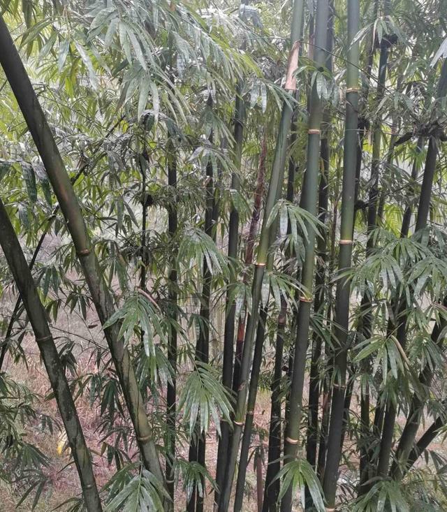 花卉名称