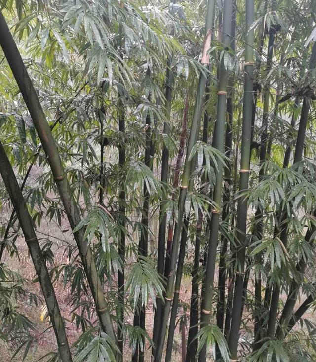 花的图片大全 花的图片大全（花卉大全500种图片） 生活