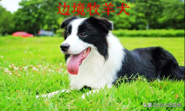 牧羊犬种类