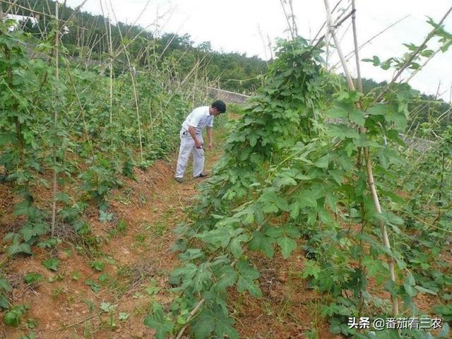 这种食药两用作物，掌握高产技巧，产量媲美红薯，可尝试种植几亩11