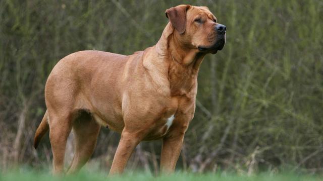 土佐犬图片纯种图片