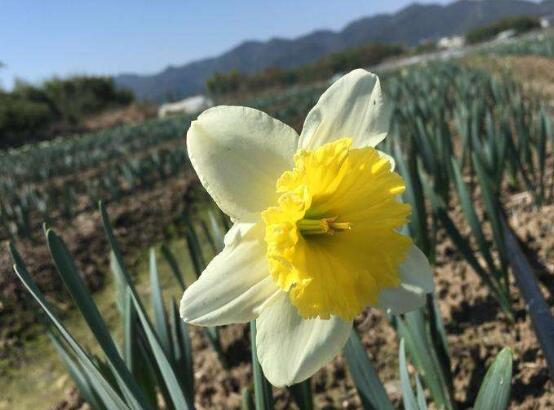 水仙花语