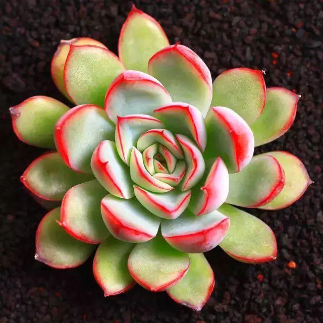 多肉植物图谱 多肉植物图谱