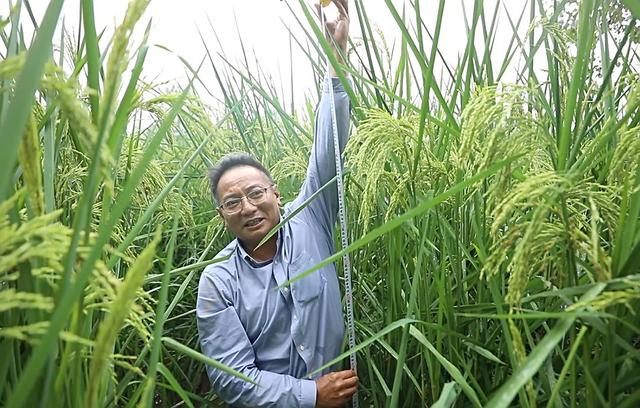 袁隆平的禾下乘凉梦成真了！2米高巨型稻种植成功，亩产1600斤3