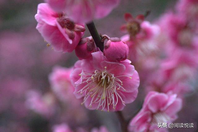 梅花的精神 梅花的精神（梅花的精神和品质） 科普