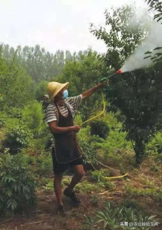 大樱桃管理中常用药剂有哪些，使用时注意事项又有哪些2