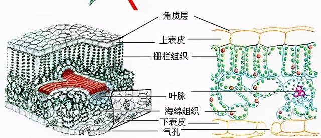 春雷霉素+大蒜素，为何是细菌性病害的克星？4