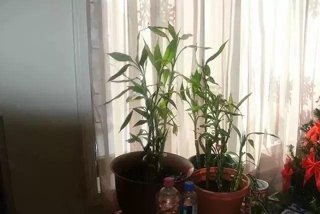 富贵竹的养法