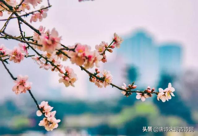 桃花流水是什么生肖 桃花流水是什么生肖（桃花流水是什么生肖动物） 生活