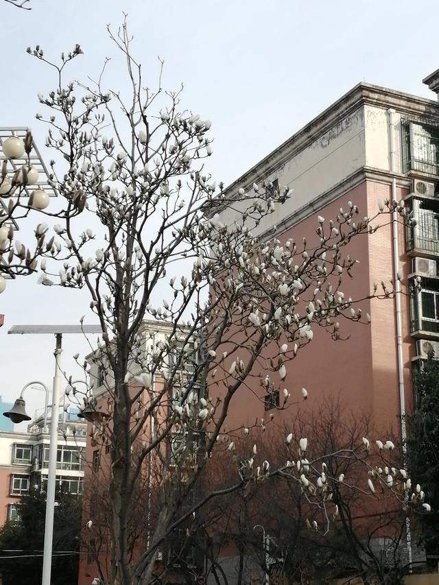 向阳花木早逢春 全网搜