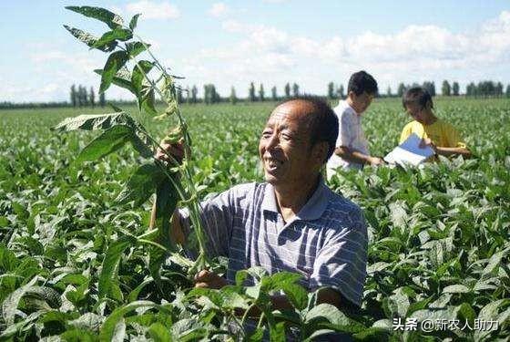 大豆食心虫防治的四大要点？不知道的快进来看看，老农经验分享