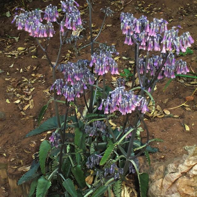 落地生根花