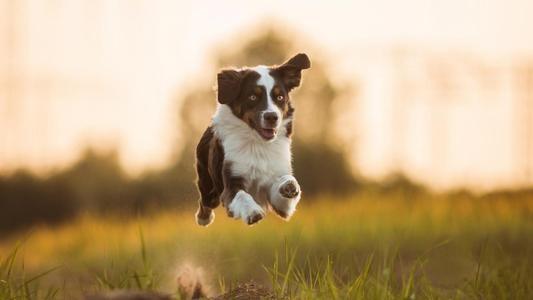 巴赛特猎犬