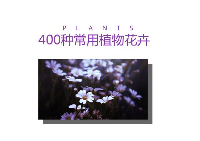 观花植物 观花植物（木本观花植物） 生活