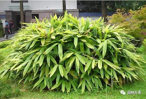竹子的种类 竹子的种类（竹子的种类及特点） 生活