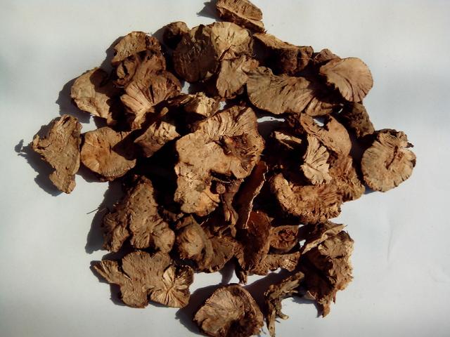 金荞麦 金荞麦（金荞麦的别名） 生活