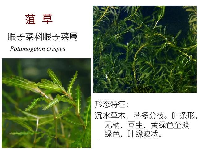 水生植物 水生植物（水生植物种植施工方案） 生活