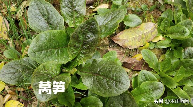 种植莴笋，施肥不当影响莴笋生长，莴笋最怕的肥料是什么？2