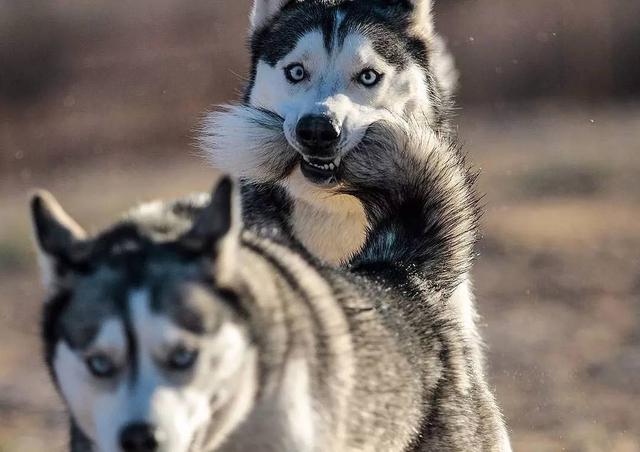 阿拉斯加雪橇犬哈士奇