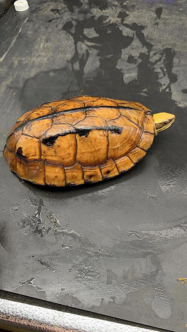 金钱龟好养吗怎么养金钱龟有什么讲究