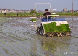 各地稻田杂草分布、除草剂使用种类及防治指导3